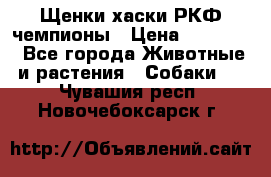 Щенки хаски РКФ чемпионы › Цена ­ 90 000 - Все города Животные и растения » Собаки   . Чувашия респ.,Новочебоксарск г.